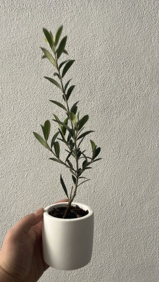 Hediyelik Saksılı Zeytin Fidesi Özel Sipariş